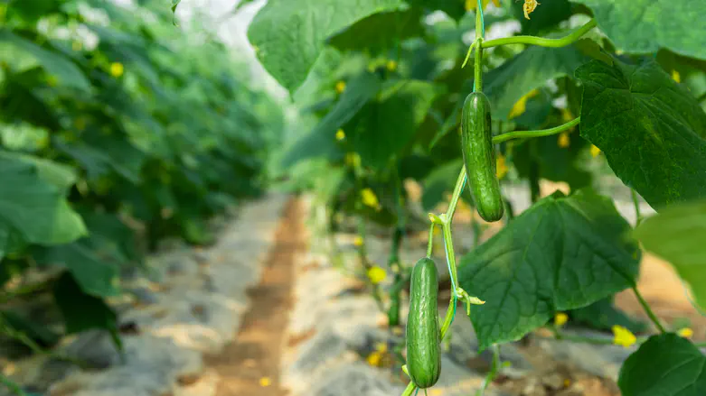 דיגום מלא לתוצרת מהרשות הפלסטינית