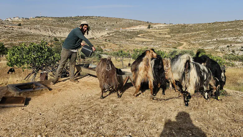 צילום: באדיבות המצלם הטרור חוגג, רועי הצאן ביו"ש מופקרים