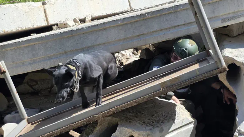 Israel Dog Unit trains for disaster in northern Israel