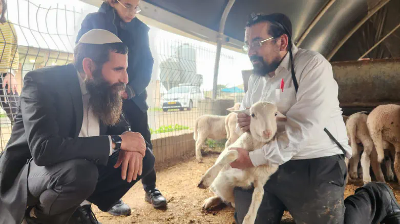 רבני ישיבת הר הבית בבדיקת כבשים לפסח