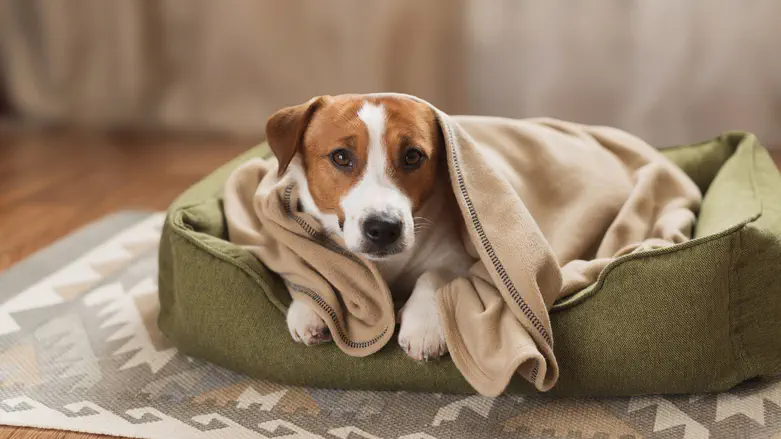 האם למיטה לכלב יש השפעה על בריאותו?
