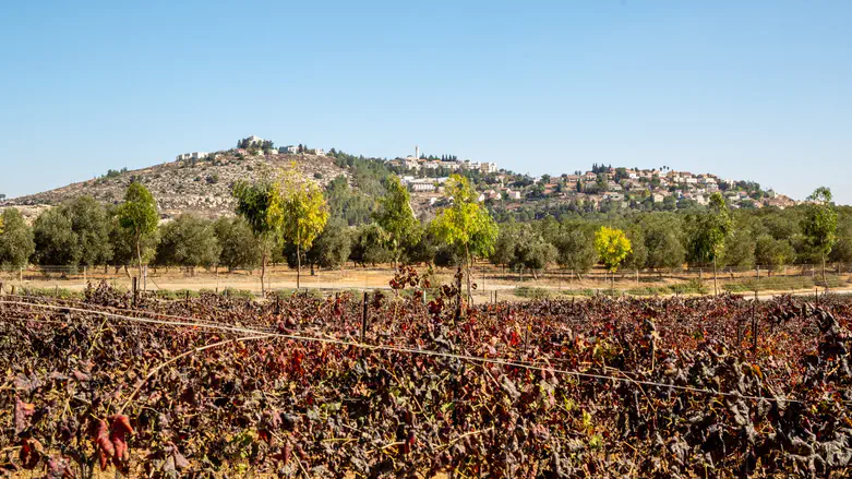 צילום: שגיב כהן היישוב הוותיק משנה שם ל"כרמי עוז"