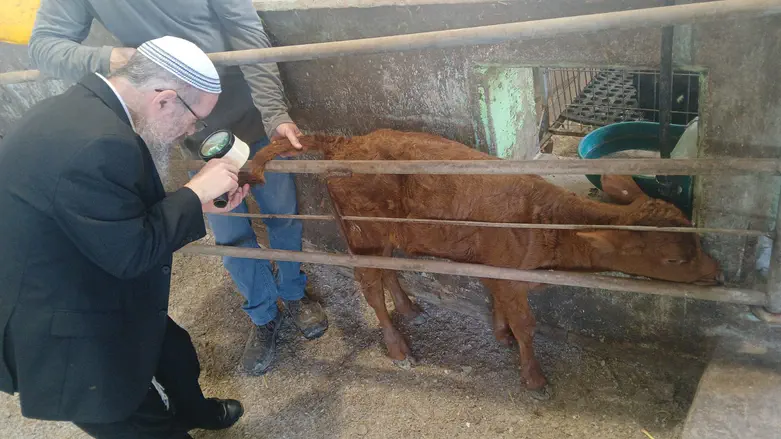 Rare red heifer born at a dairy farm in the Galilee