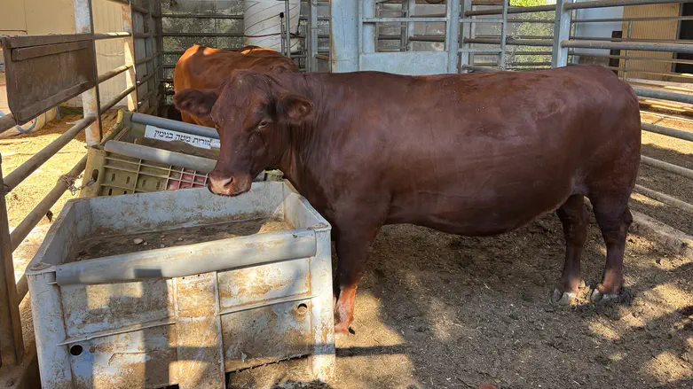 Red Heifer Research Center, Shiloh Technological race to save red heifers in Shiloh