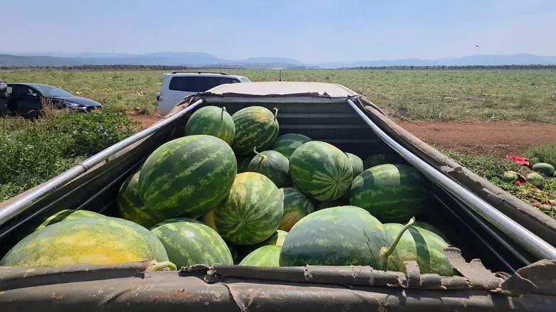Two arrested over alleged watermelon heist