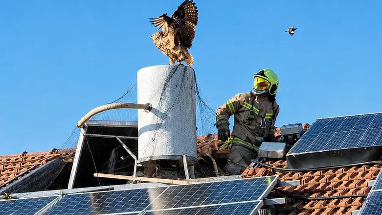 The race against time: Firefighters rescue traped eagle owl