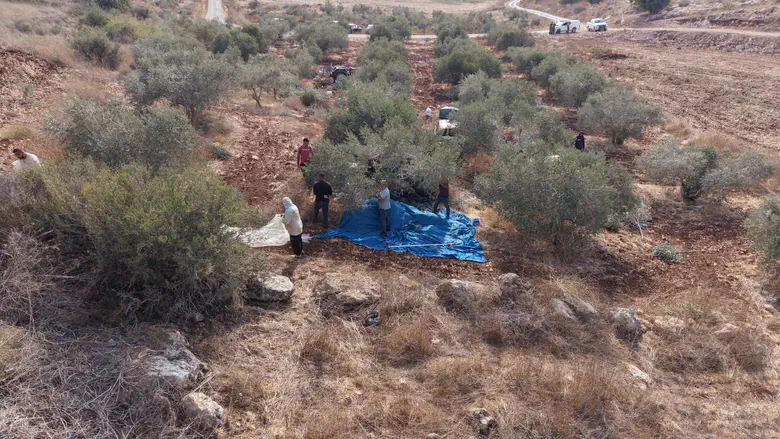 IDF Spokesperson Vast majority of olive harvests proceed peacefully