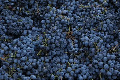 Биньямина: виноград и вино!