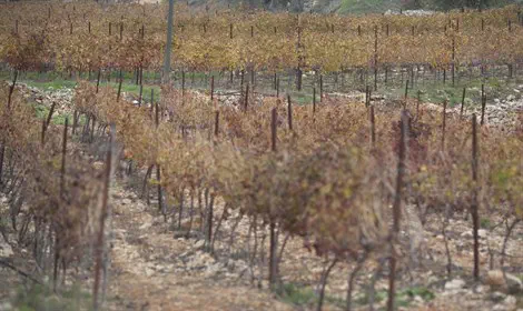 צילום: פלאש 90 בג"ץ: המדינה לא תעקור כרם סמוך לסוסיא