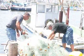 איך בוחרים דגים טריים?