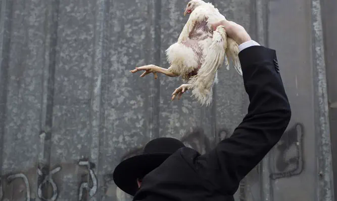 Southern California Chabad sued over kapparot