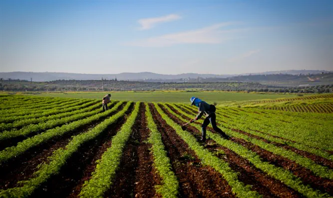 Getting closer to Judaism through farming the land | Israel National News