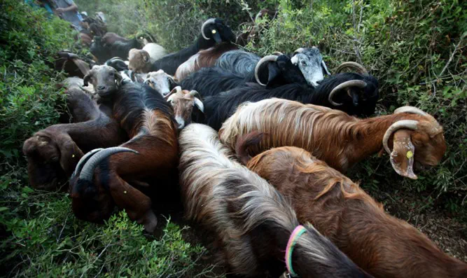 צילום: פלאש 90 עסקה סודית נחשפת: יהודים תמורת עיזים