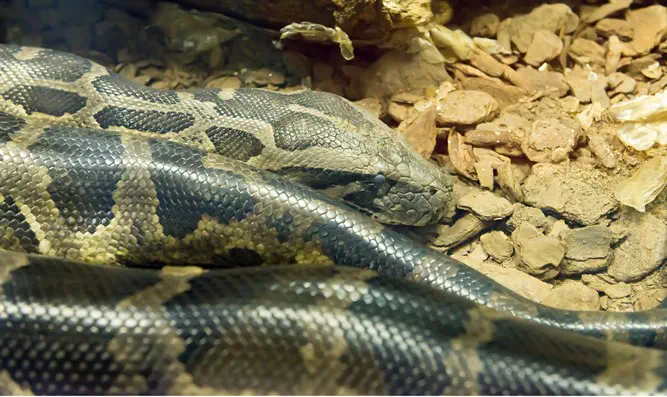 iStock The snakebite of anti-Semitism