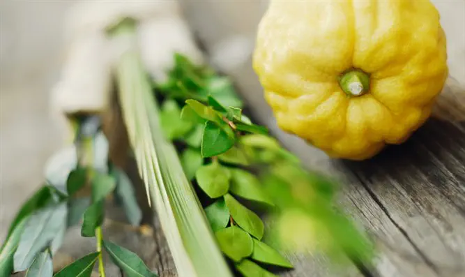 ירושלים מציגה: משאיות ארבעת המינים