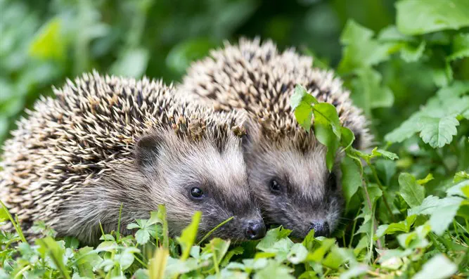 אסור לנשק קיפודים         
