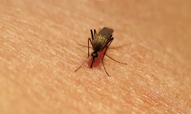 שני קשישים נפטרו מקדחת הנילוס