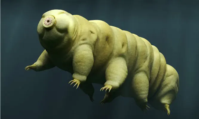 Hordes of Earth's toughest creatures may now be living on Moon | Israel ...