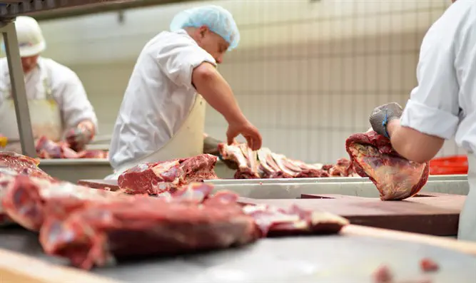 איסור השחיטה הכשרה נכנס לתוקף