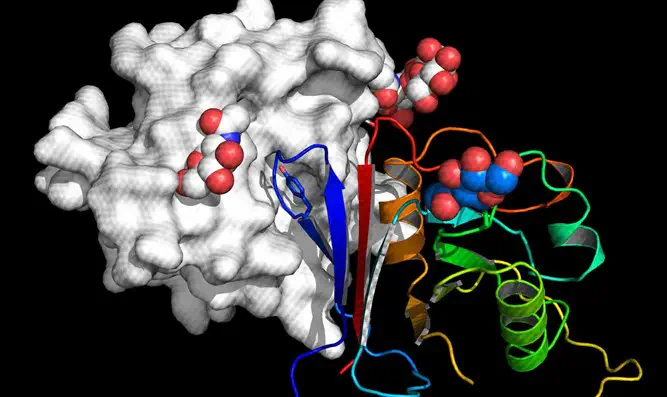 צילום: מכון ויצמן פותחה מולקולה שמנטרלת נגיפים קטלניים