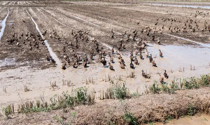 Ducks Clean Rice Paddy Watch: 10,000 ducks 'clean' Thai rice paddy | Israel National News