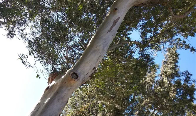 קריסת עצים – לא נדיר כפי שחשבתם
