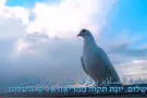 A covenant of peace