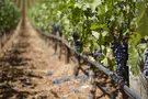 Noach, man of the earth, planted a vineyard and debased himself