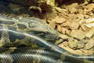 Complaints, the serpent, and the Simchat Torah War