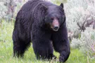 The wounded bear