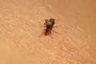 West Nile virus detected in mosquitoes in 3 regions