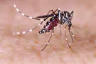 Man in his 70s dies after contracting West Nile Virus