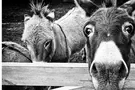 Shrek's donkey