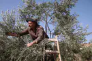 צילום: פלאש 90 אסור לקנות שמן זית שמקורו בזיתים גזולים