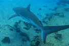 Shark attacks diver near Hadera beach
