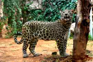 Is the leopard that killed liable for death?