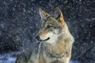 Extinct dire wolf revived by biotech company