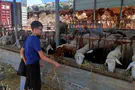 אלפים בחוות ובאתרי ההיסטוריה והמורשת