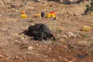 Cattle herds poisoned, series of arson attacks