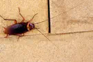 הג'וק החליט להפתיע בדייט- מה אתם הייתם עושים?