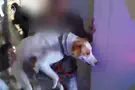Officers rescue residents & pets after missile strike in Tel Aviv