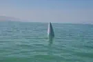 Intercepted missile discovered in Kinneret