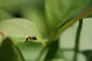 700 Million migratory insects chart course over Israel's skies