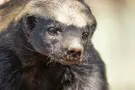 Rare honey badger spotted on Mt. Dov for the first time