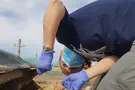 High levels of antibiotic-resistant bacteria in sea turtles