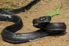 Hebrew Language Academy renames deadly snake to Seraf Ein-Gedi