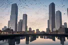 צילום: pexels כך סקייהוק מרחיקה עטלפים ויונים