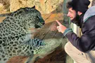 האסון בגן החיות התנ"כי: הנמר יישאר בתצוגה