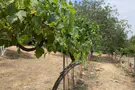 Talmudic sages were active participants in ancient wine culture