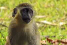 Green guenon monkey seized in Nehora